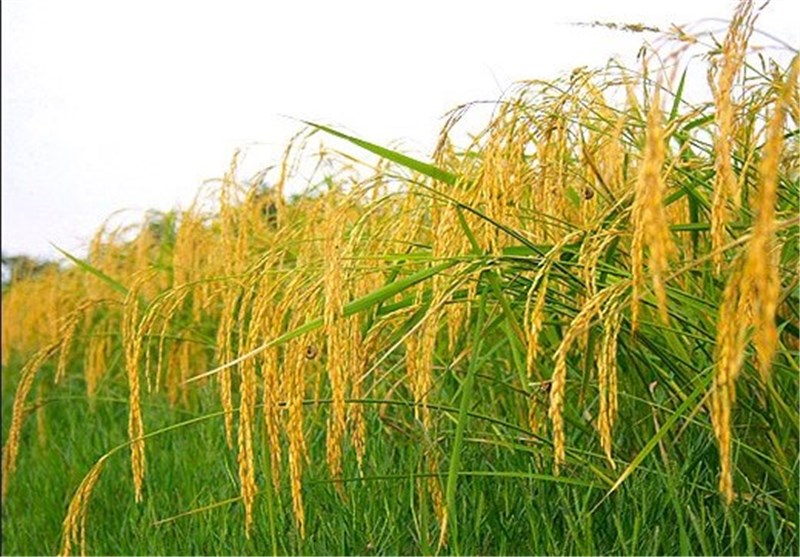 نخستین خوشه های برنج در مازندران به بار نشست